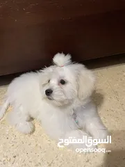  6 فرينش تيرير صغير عمره 4 شهور