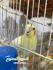  5 جوز كوكتيل شغالات معهم فرخين