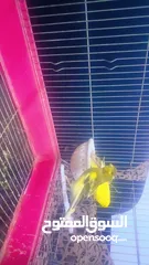 4 بسم الله الرحمن الرحيم كنار جوز شغال