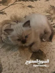  4 قطط سكوتش همالايا إناث