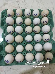  1 متاح بيض دجاج عرب