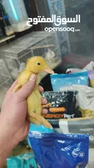  1 بط بلدي اسبوعين العمر