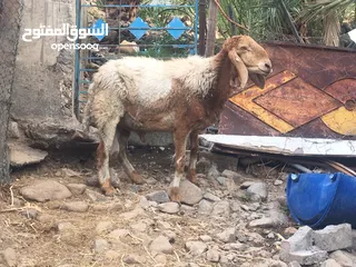  2 كبش كشميري اصل ( هندي)