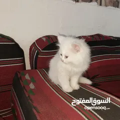  2 بسم الله ما شاء الله متاح بسه مع ولدها النوع شيرازي عمر البس الكبيره سنه وعمر ابنها شهرين ماخذين جمي