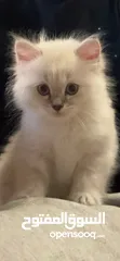  5 2 month old female kitten for sale كتن عمرها شهرين للبيع