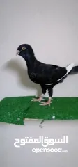  11 اجواز مسويد
