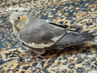  3 ببغاء كوكتيل حبشي مع قفص كبير