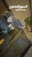  8 grey parrot