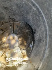  6 قنفذ للبيع كبير صحا ممتاز