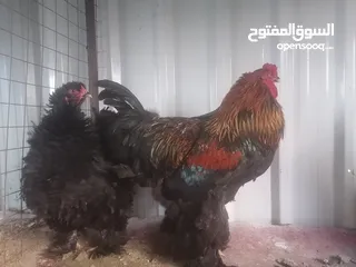  1 طقم براهمه شغال