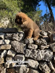  5 tibetan masstif puppies تيبتيان ماستيف