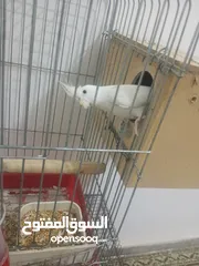  2 بسم الله ما شاء الله طيور كامل للبيع البيع كامل اقرا الوصف جيدا