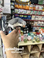 2 كويكر طفرة سينامون أليف راقص لعوب متكلم تابع الوصف للأهمية