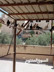  2 بسم الله الرحمن الرحيم متاح جواز بناديك اسود زائد بناديك ابيض زائد زائد كشامره كاملات كله مع بعض