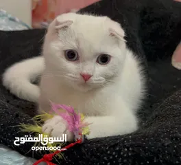  2 سكوتش فولد