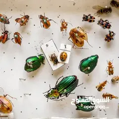  4 أفضل شركة مكافحة حشرات في مصر
