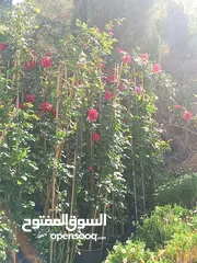  9 جميع انواع الاشجار الزينه والمثمره بأفضل الاسعار