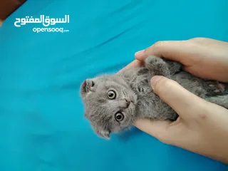  11 كيتنز سكوتش فولد بيرفكت بيور للبيع  kittens scotch fold perfect pure for sale