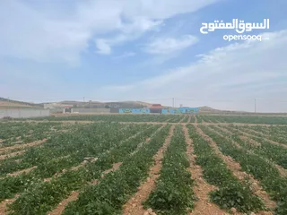  7 ارض زراعية في بلعما للبيع مساحتها 3500 متر