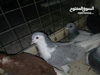  2 كوم كامل للبيع  دينارين ونص الحبه زق وكش الفحول كلها كش