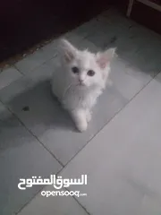  2 بسس اللون ابيض لون عينها لون بلون ازرق واصفر للبيع