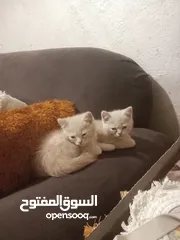  1 قط عدد 2 للبيع