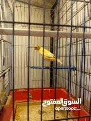  6 كناري فحول نار يوجد جواز و مخاليف بسم الله ماشاء الله جاهزة مية بالمئة