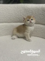  6 قطط صغيرة برتيش للبيع