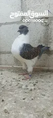  5 فراخ كنق .