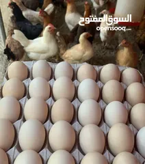  2 بيض دجاج عماني