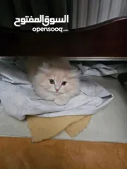  5 قط شيرازي  شامبين كرميل ذكر شعر طويل جدا