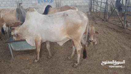  10 Eid Special: Best Prices on Somali Cows - Limited Stock Available!