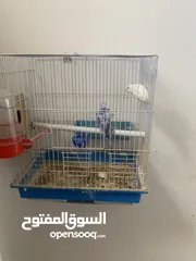  2 جوزين حب هوجو رومو مع أقفاصهم للبيع او بدل