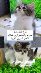  2 قط شيرازي للبيع