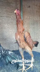  22 متاح بيض باكستاني خط اول..