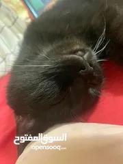  4 Cat for adoption / قطه للتبني