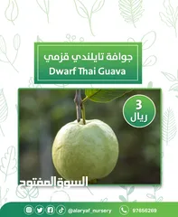  4 شتلات وأشجار الجوافة من مشتل الأرياف أسعار منافسة الأفضل في السوق  امرود کا درخت  guava