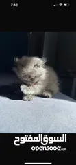  3 Female Scottish fold kitten