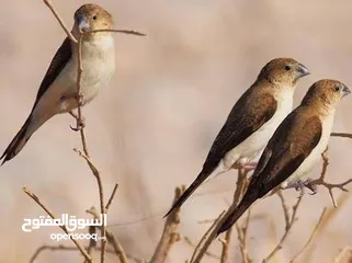  2 جواز عصافير طيور الجنه فنش بنجز  زيبرا مونيا  سلفر بيل الهندي  شروه بنقز  كوم لقطه منتج شغال مع مطير