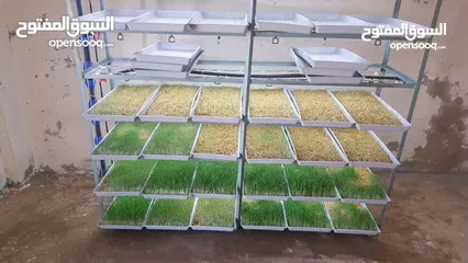  5 استنبات شعير  شعير مستنبت Sprouted   صواني استنبات شعير Barley germination barley