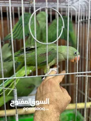  4 كاساندرا اليف زق يدوي