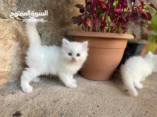  3 قططط للبيع