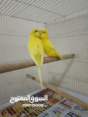  1 Birds with big cage