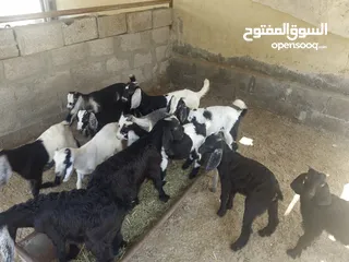  2 متوفر ذبايح عمر 3 شهور