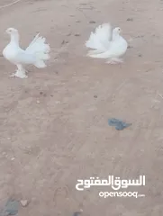  2 حمام حزاز 12دينار