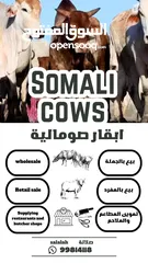  1 Eid Special: Best Prices on Somali Cows - Limited Stock Available!