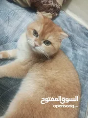  7 متاح ذكر سكوتش فولد ny12 حجم ضخم  كوت بجنن بيور العمر سنه و3شهور