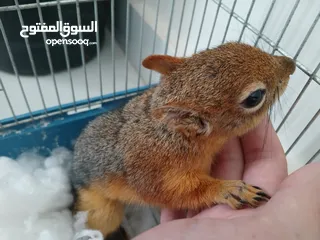  2 للبيع اليفة ونشطة وسهلة التربية عمر 7-6 اشهر بالصلاة على النبي لعشاق الحيوانات المميزة