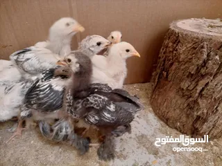  3 صيصان براهمي عمر 35 يوم صحه ونضافه ماخذ جميع المطاعيم