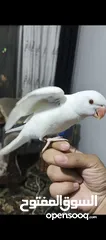  5 ببغاء دره هندي البينو عين حمرا عمرو 4 اشهر تقريبا اليف جدا عجينه ما بعض بطلع على الايد وبداية كلام